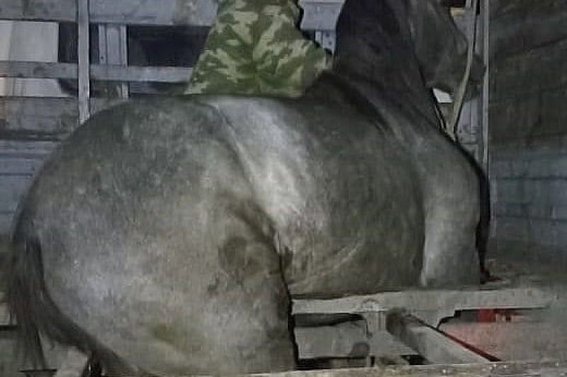На Кубани при перевозке лошадь проломила дно «Газели» и застряла в раме авто 