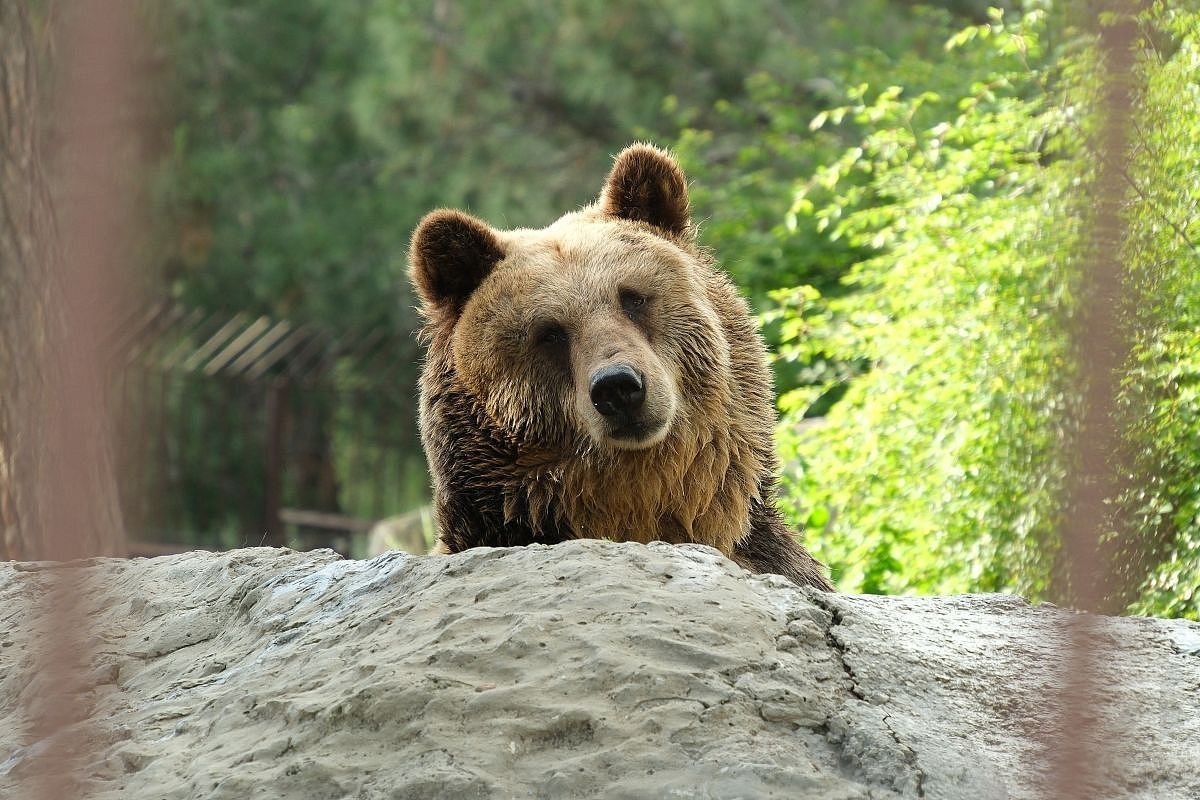 Эксперты назвали причины нашествия медведей в Сочи