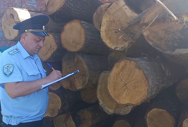 На Кубани «черный лесоруб» уничтожил деревья на 12 млн