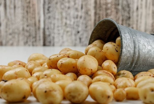 Эксперт назвал альтернативы египетскому картофелю в России