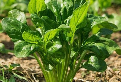 Весенний суперфуд: почему щавель стоит есть 2–3 раза в неделю