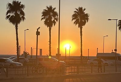 В Сочи начали укрывать субтропические растения перед зимними холодами