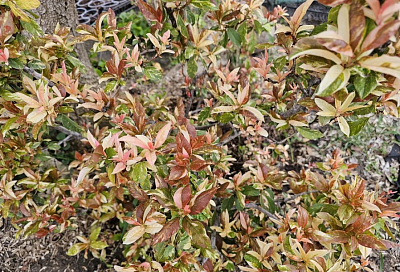 Редкое, медленное, красивое: кубанский садовод рассказала о растении, за которым гоняются коллекционеры