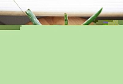 Пять проблем со здоровьем, при которых лучшим спасителем окажется обыкновенный домашний алоэ