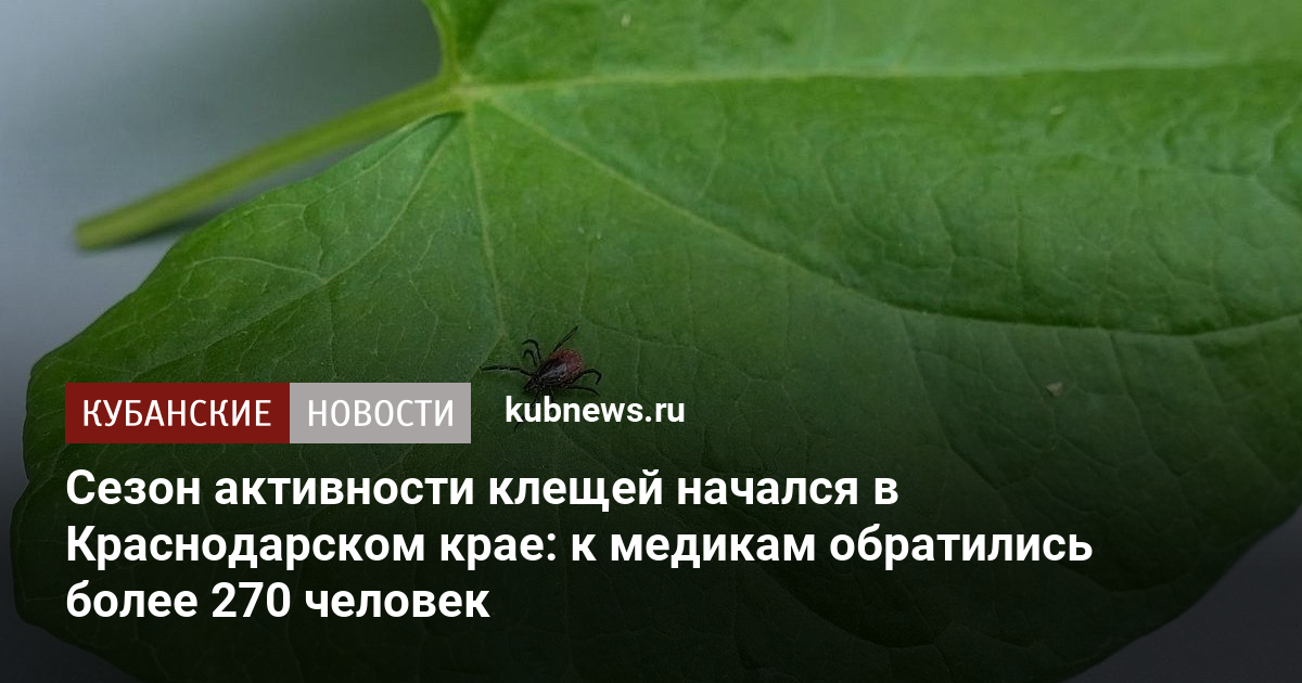 Сезон активности клещей начался в Краснодарском крае: к медикам обратились более 270 человек