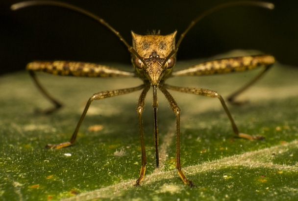 Двенадцать простых способов избавиться от укусов насекомых