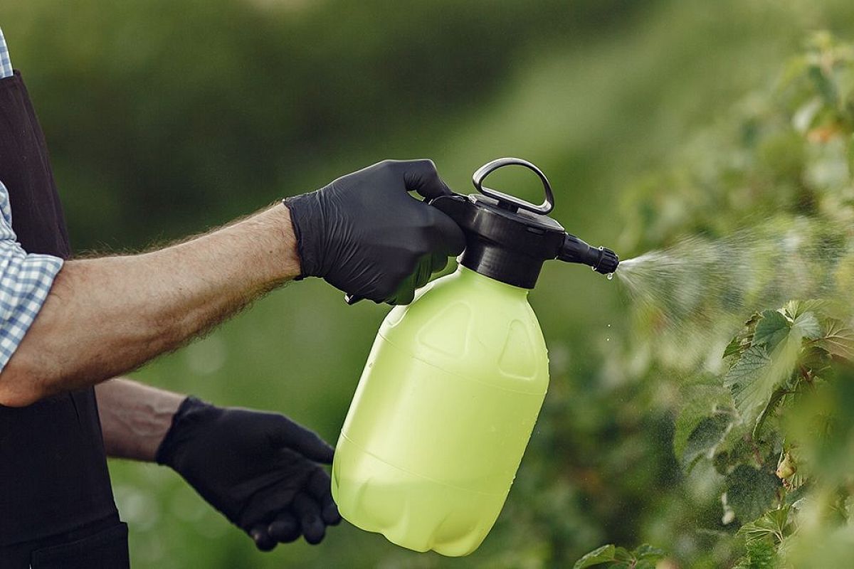 Мучнистая роса на огурцах, смородине и цветах: эффективная обработка в июле шаг за шагом