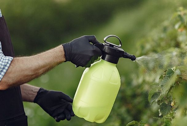 Мучнистая роса на огурцах, смородине и цветах: эффективная обработка в июле шаг за шагом