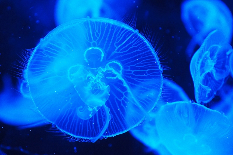 Ученые сделали киборга из медузы