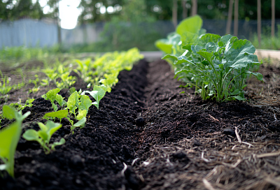Как оживить мёртвую почву с помощью риса
