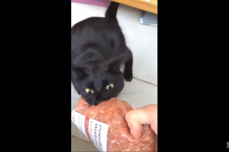 Интернет смеется из-за видео с обезумевшим котом