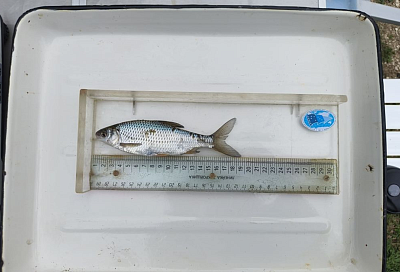 Исследования для оценки состояния нерестящихся в лиманах Азовского моря судака и тарани провели ученые