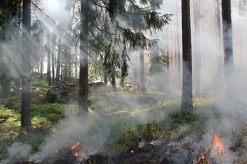 На Кубани с начала года произошло 22 лесных пожара
