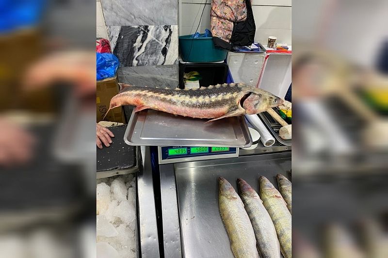 В Краснодаре полицейские изъяли в торговом павильоне 13 кг краснокнижной рыбы без документов