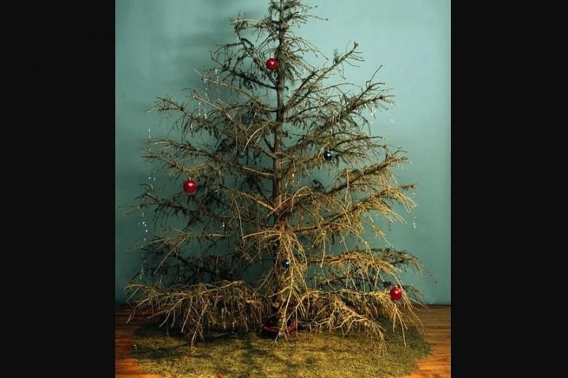 Жителей Геленджика призывают принести на переработку новогодние елки
