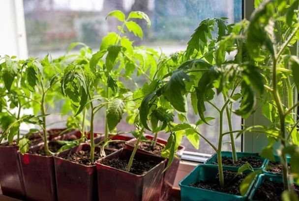 Благоприятные дни для посева томатов в 2026 году: лунный календарь огородника