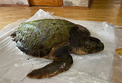 «Чуда не случилось»: найденная на пляже под Анапой гигантская черепаха умерла