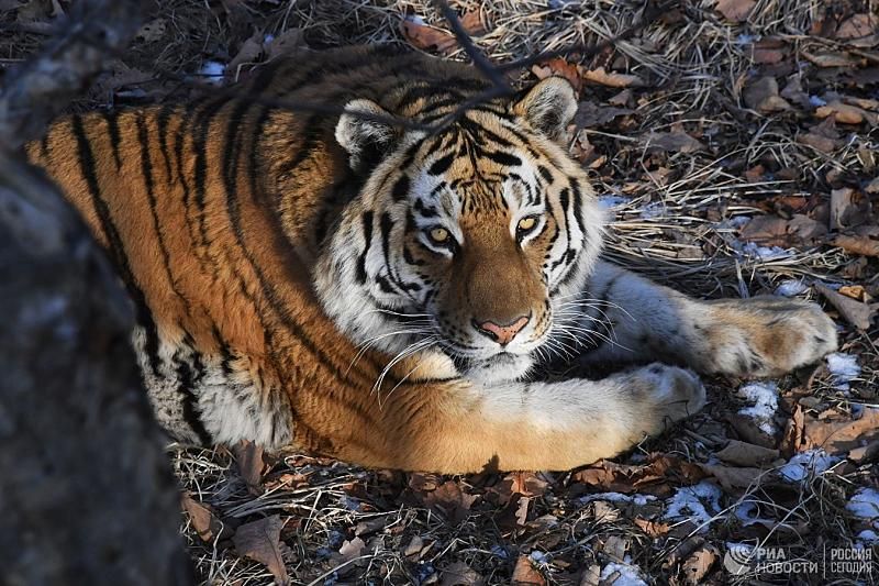 Прокуратура выявила нарушения в вопросах передачи тигра Амура в Краснодарский край