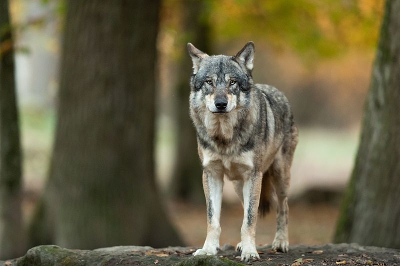 Волк, который напал на четырех человек в курганском поселке, мог быть носителем «зомби-вируса»