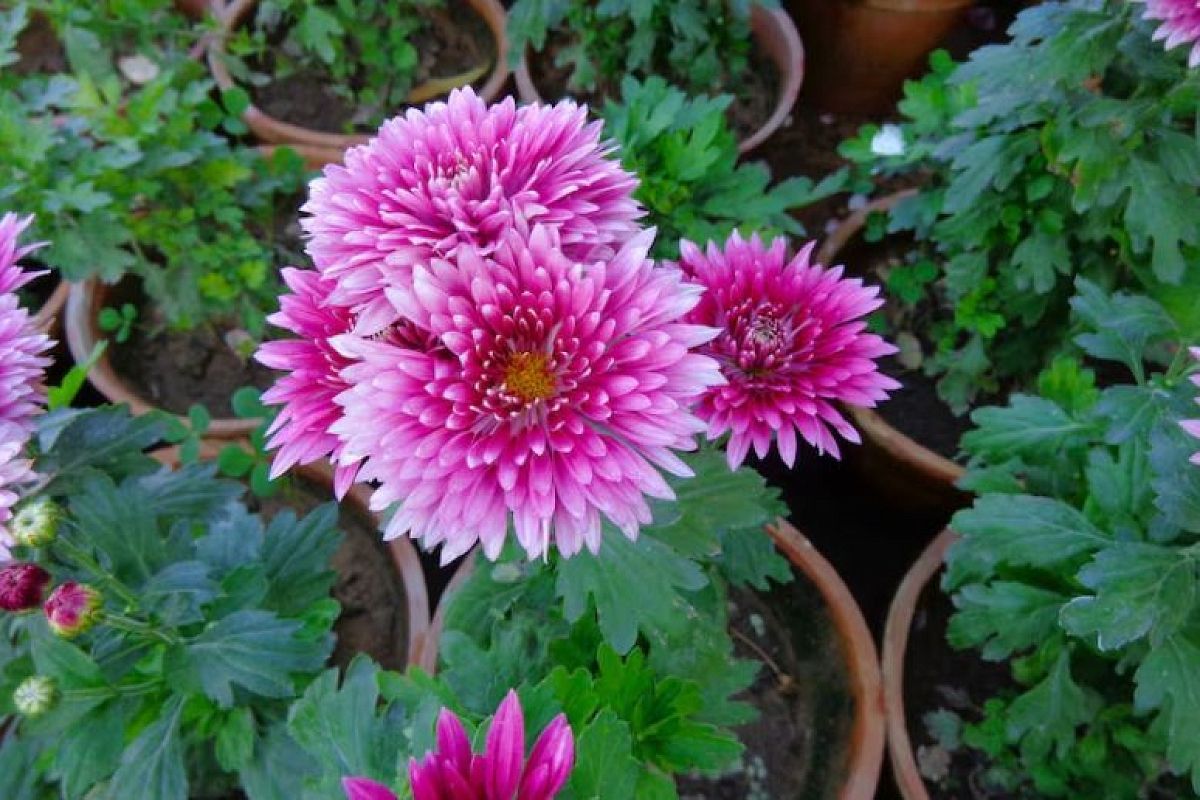 Укрываем хризантемы по схеме «сухая зимовка»: надежная защита от мороза и выпревания