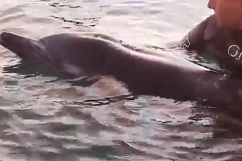 В Сочи больной дельфин приплыл за помощью к людям. Его не удалось спасти