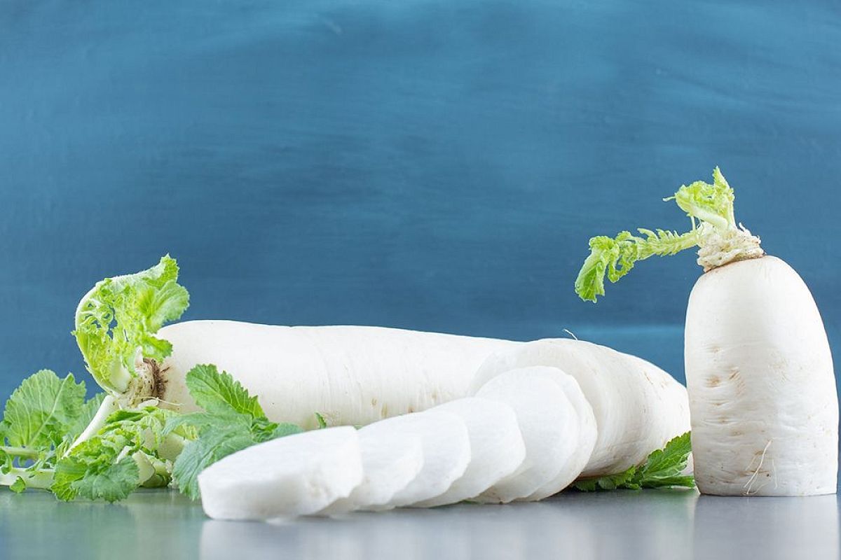 Дайкон в июле: как сажать японскую редьку для второго урожая без стрелки и горечи