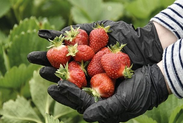 Успешным фермером можно стать не только в станице