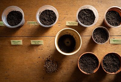 Букетный способ посева бархатцев: красиво, полезно и экономит место