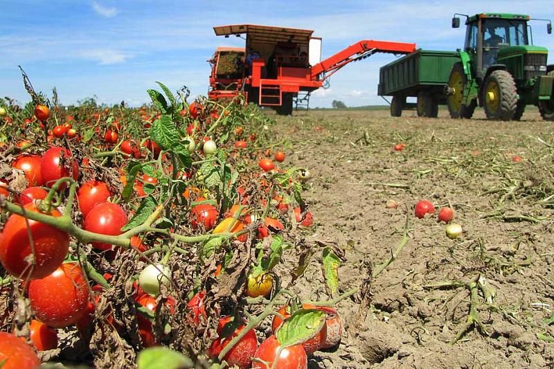 В Краснодарском крае на овощеводство из бюджета выделено 293 млн рублей
