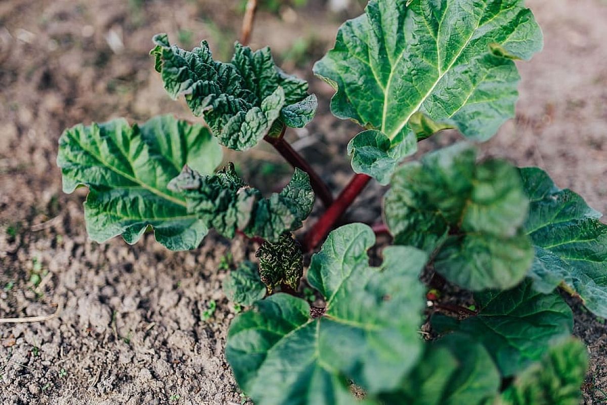 Натуральный чернозем за копейки: чудо-раствор для богатого урожая