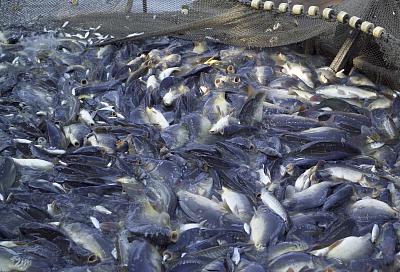 Власти Кубани и Федеральное агентство по рыболовству заключили соглашение о сотрудничестве