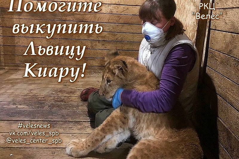 Зоозащитники собирают деньги, чтобы выкупить истощенную львицу из Краснодарского края
