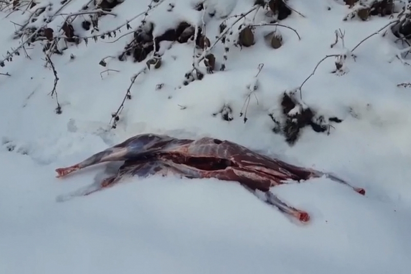 В Краснодарском крае браконьеры застрелили косулю. Им грозит до 5 лет тюрьмы