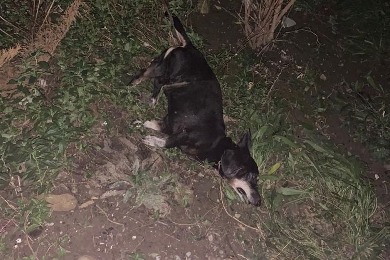 На Кубани произошло очередное убийство домашнего животного