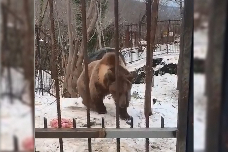 Власти Краснодара рассказали о судьбе переехавшего в Адыгею медведя Афанасия