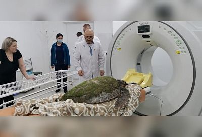 Найденной на пляже черепахе сделали компьютерную томографию в горбольнице Анапы