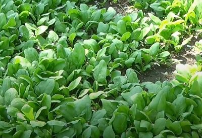 Встречаем весну с пользой: посадка раннего шпината и 3 простых рецепта с зеленью — иммунитет со своей грядки