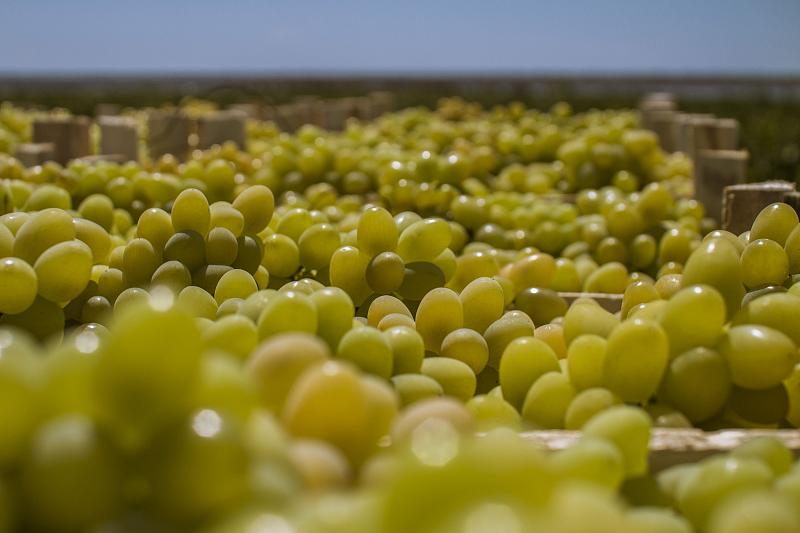 Агрофирма «Южная» одной из первых дала старт уборке урожая винограда 