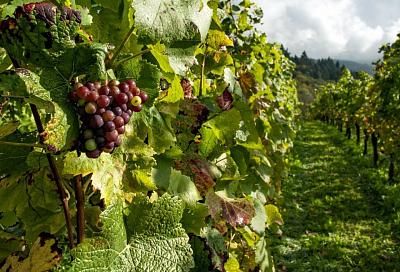 В Краснодарском крае разработаны специальные программы страхования виноградников и садов