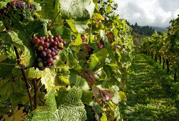 В Краснодарском крае разработаны специальные программы страхования виноградников и садов
