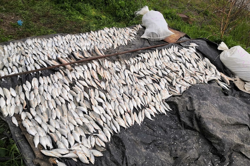 В Краснодарском крае задержан очередной браконьер за рыбалку на 4,7 млн рублей