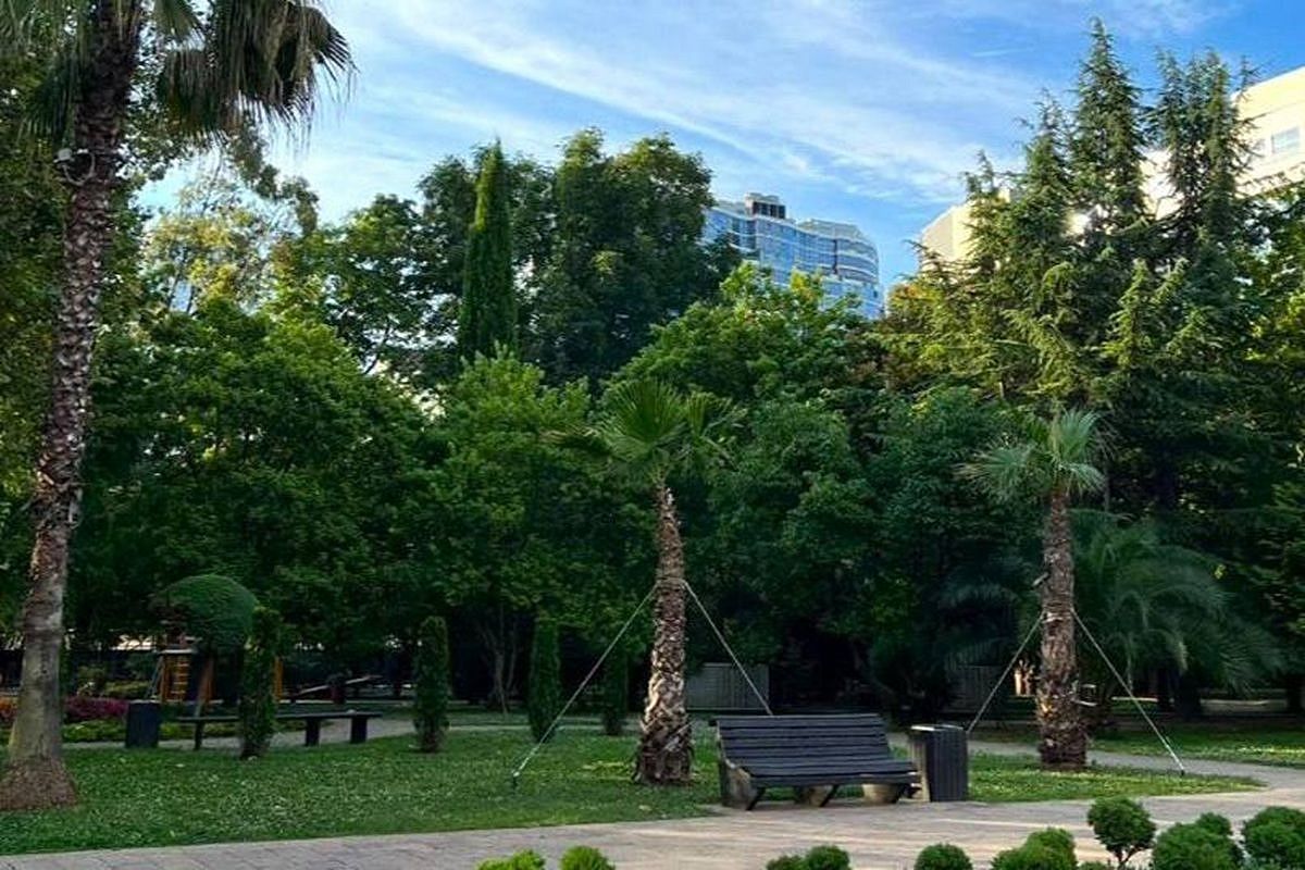 Более 800 деревьев и около 180 пальм дополнительно высадят в Сочи