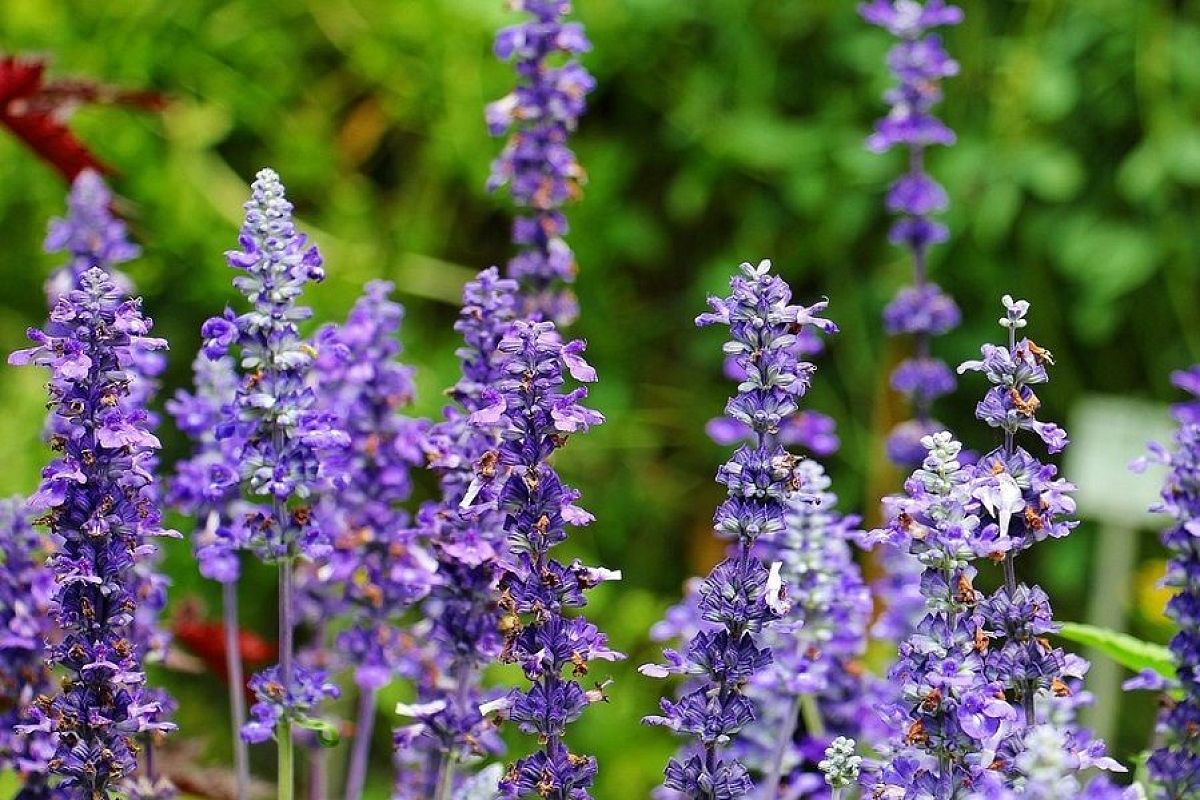 «Святая трава» в саду не помешает: иссоп – это красиво, вкусно и полезно