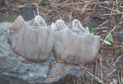 Челюсть древнего носорога обнаружили в Белореченском районе