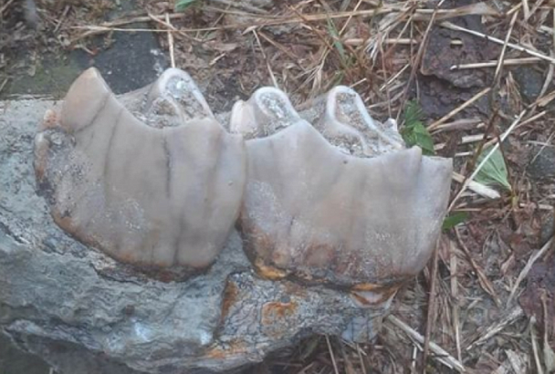 Челюсть древнего носорога обнаружили в Белореченском районе