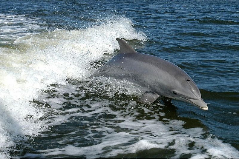Программу по возвращению краснокнижных дельфинов в дикую природу разработают в Сочи 