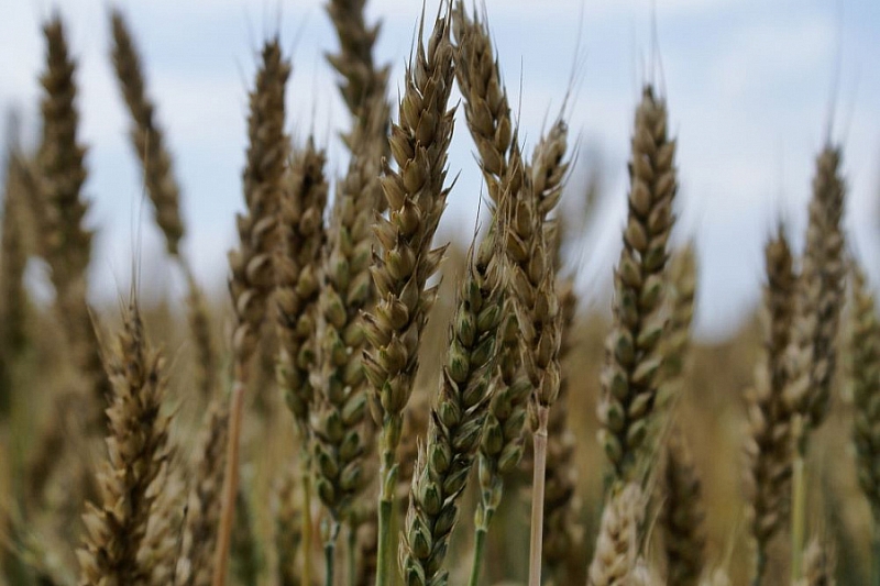 В Краснодарском крае пересмотрят объемы экспорта пшеницы в пользу внутреннего потребителя