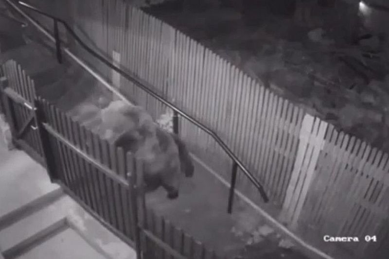 Видео о погоне медведей за девушкой в Сочи оказалось фейком 