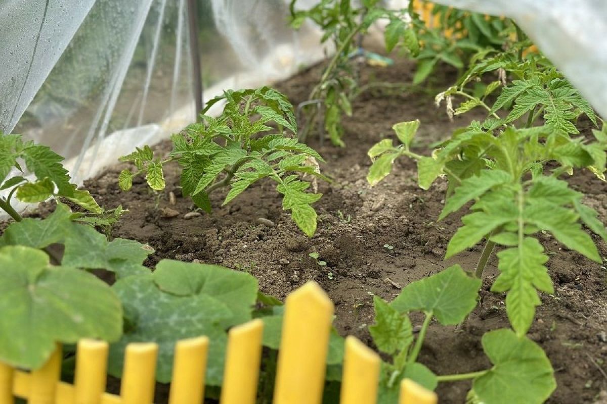 Сейчас решается все: какой должна быть первая подкормка томатов после высадки в грунт