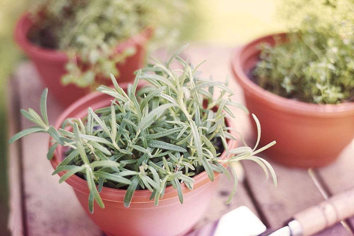 Розмарин на подоконнике: выращиваем ароматную пряность дома круглый год